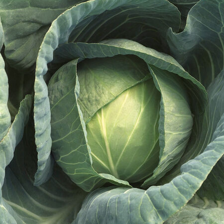 Bobcat, (F1) Cabbage Seeds - Packet image number null